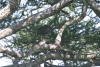 Reichenow's Helmeted Guineafowl (Numida meleagris reichenowi)