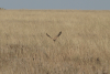 Lesser Kestrel Flight