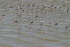 Black-winged Stilt (Himantopus himantopus)