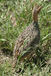 Coqui Francolin (Campocolinus coqui)