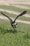 Secretarybird Taking Off