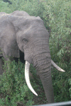 African Bush Elephant (Loxodonta africana)