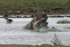 Fighting Hippos