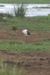 African Sacred Ibis (Threskiornis aethiopicus)