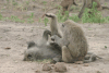 Grooming Olive Baboons