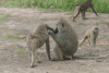 Grooming Olive Baboons