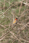 Black Bishop (Euplectes gierowii)