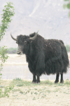 Yak (Bos grunniens)