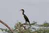 White-breasted Cormorant (Phalacrocorax lucidus)