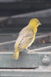 Village Weaver (Ploceus cucullatus)