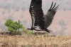 Lappet-faced Vulture (Torgos tracheliotos)