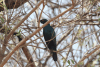 Greater Blue-eared Starling (Lamprotornis chalybaeus)