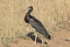 Abdim's Stork (Ciconia abdimii)