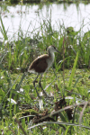 African Jacana (Actophilornis africanus)