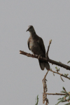 Red-eyed Dove (Streptopelia semitorquata)