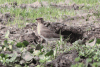 Collared Pratincole (Glareola pratincola)