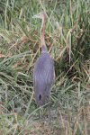 Goliath Heron (Ardea goliath)