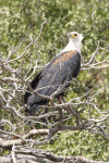 African Fish Eagle (Haliaeetus vocifer)