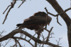 Yellow-billed Kite ssp. parasitus (Milvus aegyptius parasitus)