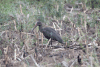 Northern Hadada Ibis (Bostrychia hagedash brevirostris)