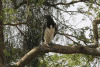 Martial Eagle (Polemaetus bellicosus)