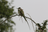 White-throated Bee-eater (Merops albicollis)