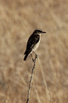 Whinchat (Saxicola rubetra)