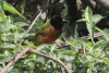 Golden-backed Weaver (Ploceus jacksoni)