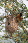 Village Weaver (Ploceus cucullatus)