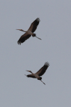 Yellow-billed Storks Flight