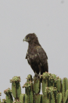 Brown Snake Eagle (Circaetus cinereus)