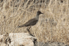 Senegal Lapwing (Vanellus lugubris)