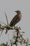 African Pipit (Anthus cinnamomeus)