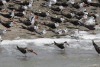 African Skimmer (Rynchops flavirostris)