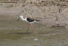 Black-winged Stilt (Himantopus himantopus)