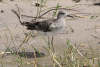 Ruff (Calidris pugnax)