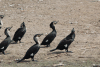 White-breasted Cormorant (Phalacrocorax lucidus)