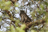 Verreaux's Eagle Owl (Bubo lacteus)