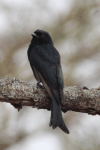 Fork-tailed Drongo (Dicrurus adsimilis)