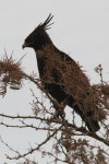 Long-crested Eagle (Lophaetus occipitalis)