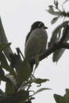 Yellow-rumped Tinkerbird (Pogoniulus bilineatus)