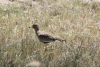 African Wattled Lapwing (Vanellus senegallus)