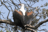 African Fish Eagle (Haliaeetus vocifer)