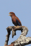 Broad-billed Roller (Eurystomus glaucurus)