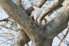 African Fish Eagle Eating