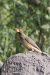 Yellow-billed Oxpecker (Buphagus africanus)