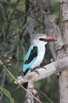 Woodland Kingfisher (Halcyon senegalensis)