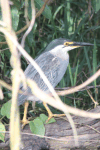 Sub-Saharan Striated Heron (Butorides striata atricapilla)