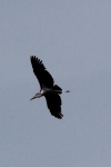 Northern Hadada Ibis (Bostrychia hagedash brevirostris)