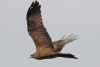 Yellow-billed Kite ssp. parasitus (Milvus aegyptius parasitus)